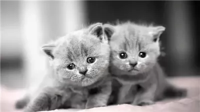 رجل تركي يدفع نفقة قطط لمدة تصل إلى 10 سنوات بعد الطلاق