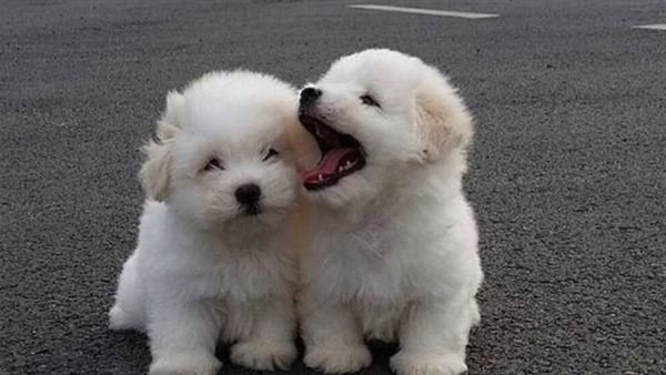 أسماء كلاب جميلة