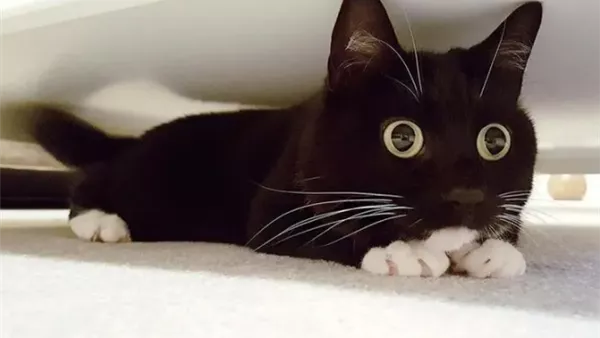 أفضل Cats Names للقطط