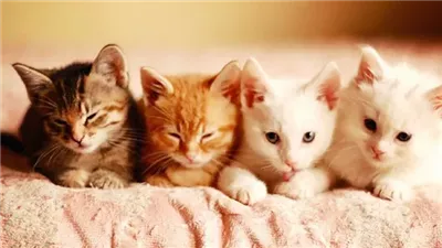 100 اسم مميز.. أسماء قطط إناث فرنسية وإيطالية وعربية