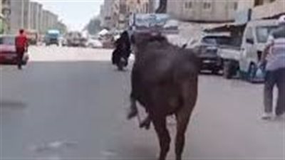 عجل يهاجم أهالي قرية الشناوية ببني سويف ويتسبب في مصرع وإصابة شخصين | بث مباشر