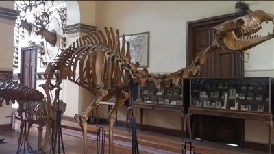 تحتاج إلى ترميم عاجل.. مصادر: الحيوانات المحنطة داخل المتحف الزراعي جميعها مسجل آثار