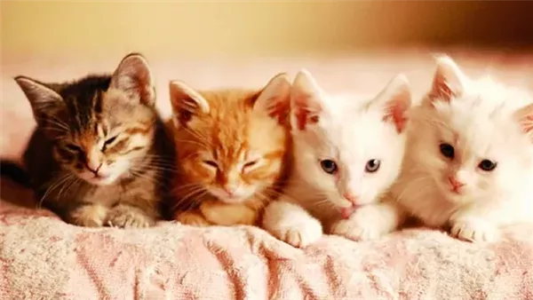 أسماء قطط إناث فرنسية