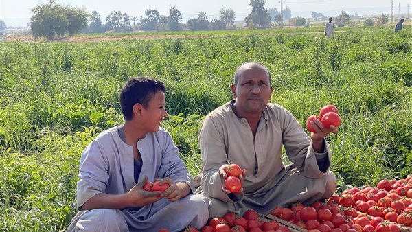مزارعو الطماطم بالأقصر