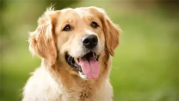  أسماء كلاب إناث