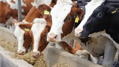 الإحصاء: 51.6% نموًا في واردات الحيوانات الحية لمصر من البرازيل خلال 10 أشهر