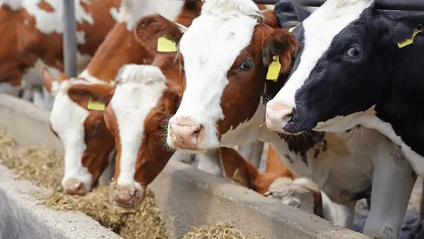 واردات الحيوانات