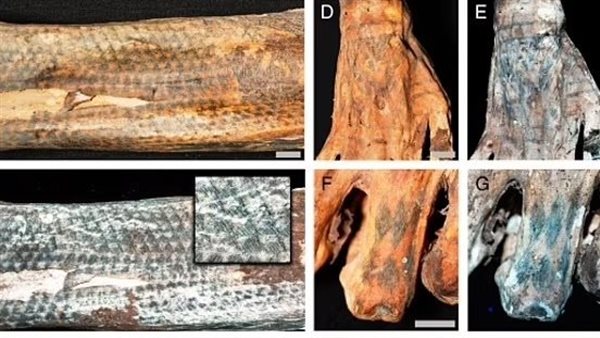 وشم على المومياوات