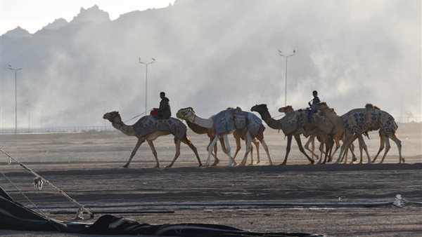 انطلاق سباق الهجن