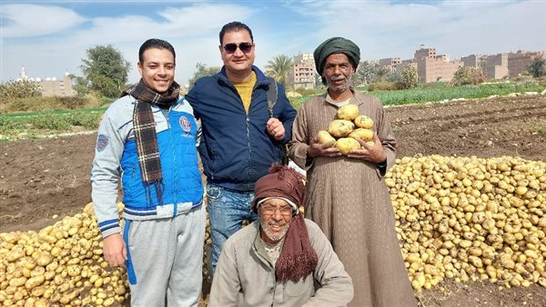 حصاد البطاطس بسوهاج