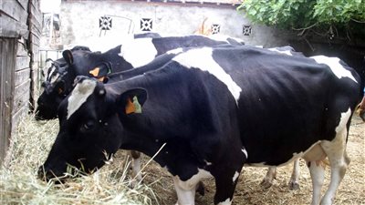 بسبب انتشار الحمى القلاعية.. صادرات اللحوم والألبان الألمانية تحت التهديد