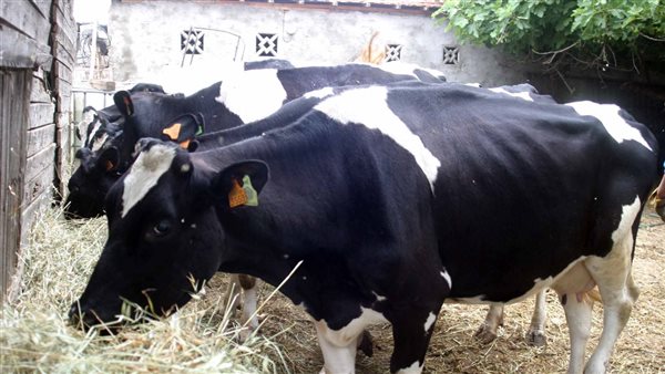 الحمى القلاعية