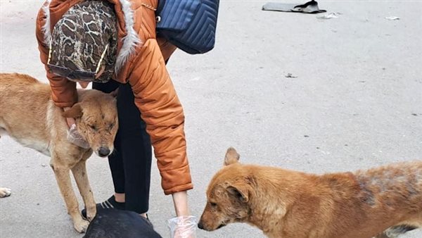 كلاب الشوارع