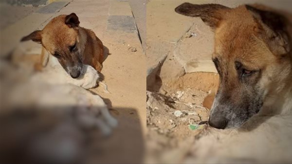 تداول فيديو كلبة