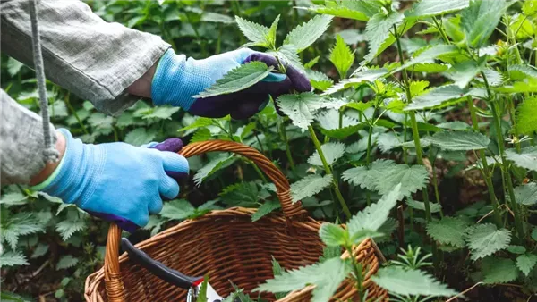  نبات القراص