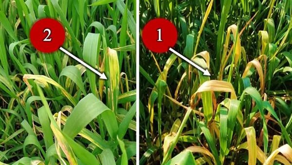 اصفرار المحصول 