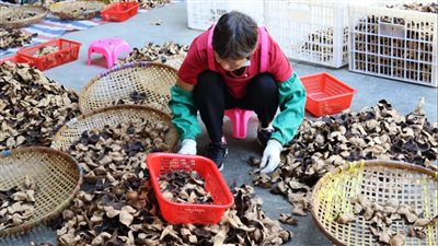 للكيلو الواحد.. بيع قشور اليوسفي المجففة بـ 9650 دولارا في الصين