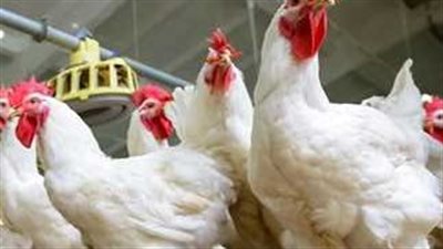 أسعار الدواجن اليوم الثلاثاء 11 نوفمبر 2025 في الأسواق