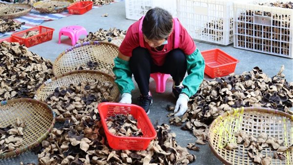 قشور اليوسفي