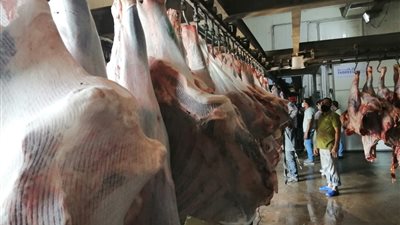 “شعبة الجزارين”: ركود في مبيعات اللحوم.. و”الدواجن” أحد الأسباب