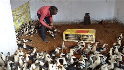 الإمارات تعرض على مصر استعدادها لفتح باب استيراد البط والسمان الحي