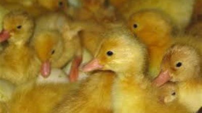 تعرف على أسعار البط اليوم الأحد 27-9-2020 في بورصة الدواجن