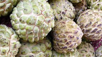 مركز سموم الإسكندرية يحذر من تناول “بذور القشطة”: تستخدم في المبيدات