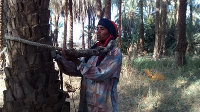 “منى قوت” أول طالعة نخل في الصعيد: قسوة والدي كانت البداية وواجهت التنمر بالإصرار (صور)