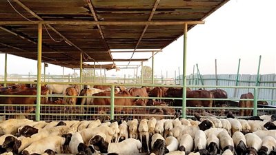 نقيب البيطريين: بدء تفعيل الإشراف البيطري على المزارع