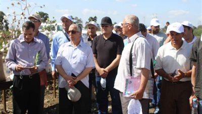 إنتاج عالٍ ويوفر 15% من المياه.. “الزراعة” تكشف عن تجربة جديدة لزراعة القطن (صورة)