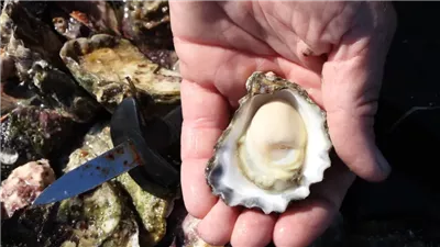 اكتشاف علمي يكشف دور دم المحار الأسترالي في علاج الأمراض