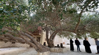 عمرها 300 عام.. ننشر صور أقدم شجرة بدير الأنبا بولا بالبحر الأحمر