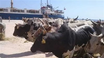 التعبئة والإحصاء: مصر استوردت حيوانات حية من الصومال بـ 4 ملايين دولار خلال 2024