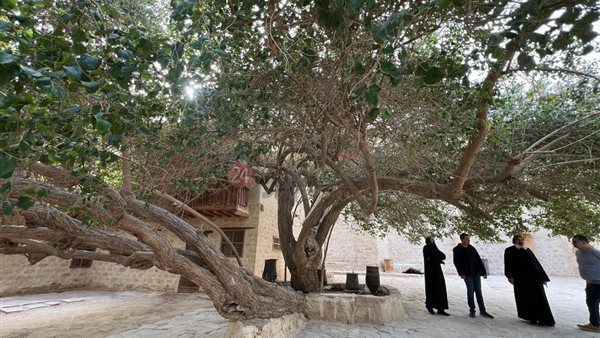 أقدم شجرة نبق أثرية