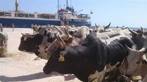 حيوانات حية- تعبيرية