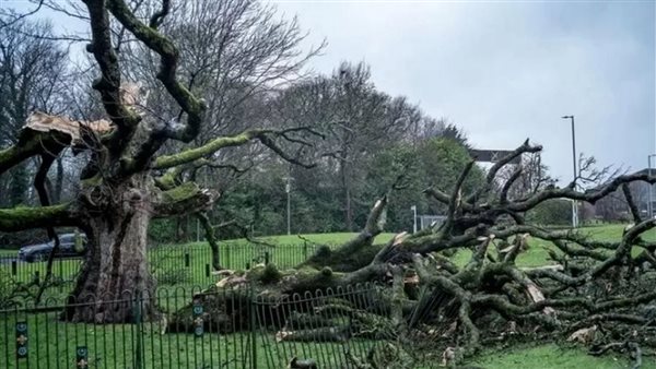 أقدم شجرة في بريطانيا