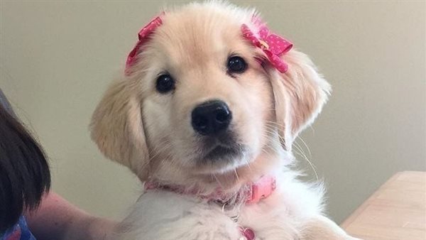 أسماء كلاب ذكور بالفرنسية