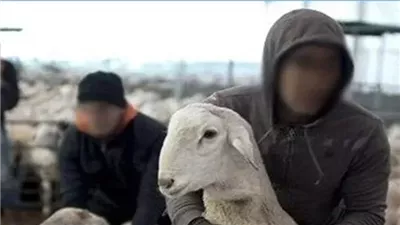 ضبط شخصين بتهمة سرقة أغنام من داخل مزرعة في طنطا 