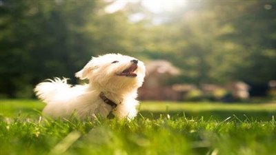 فراولة ورعد| أسماء كلاب عربية للذكور والإناث.. أكثر من 50 اسمًا