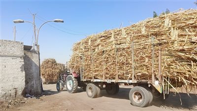 مزارعو قصب السكر يواصلوا توريد المحاصيل بمصانع كوم أمبو وإدفو