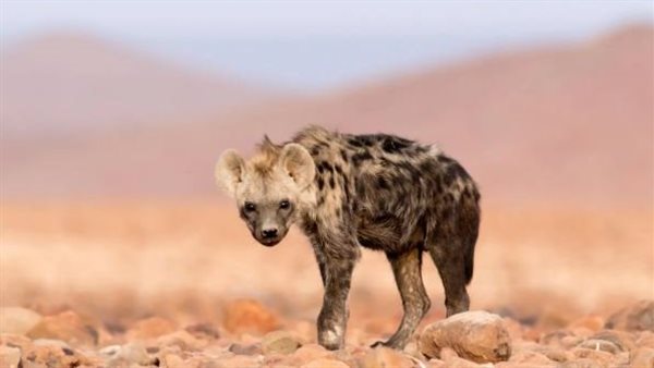 حيوان آكل لحوم البشر