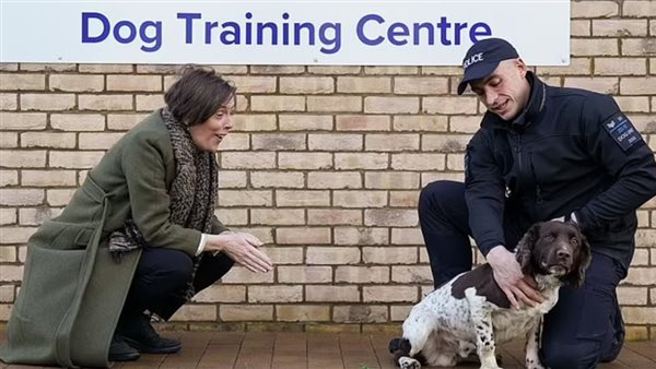 الكلاب الرقمية