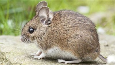 عقرهما فأر.. إصابة فتاتين في سوهاج وتلقيهما اللقاح اللازم