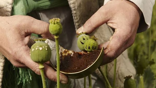 كبسولات الأفيون المخدر