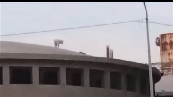 صورة الكلب العالق