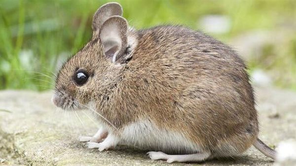 فأر - أرشيفية