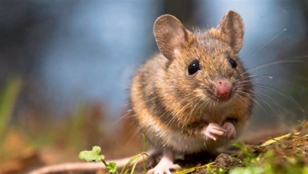  فأر - أرشيفية