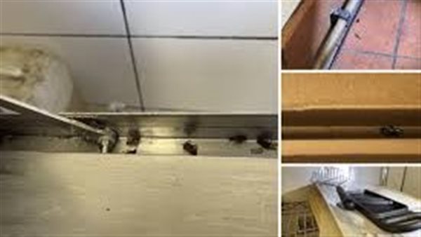 العثور على صرصار