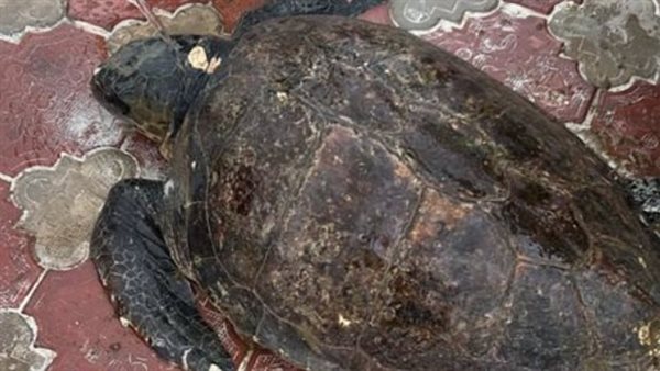 سلحفاة بحرية 