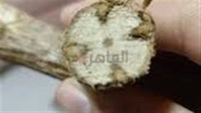 ظهور صليب مرسوم داخل فروع شجرة في كنيسة بالمنيا يثير دهشة كثيرين.. ومطرانية سمالوط تعلق| صور